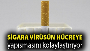 Sigara virüsün hücreye yapışmasını kolaylaştırıyor