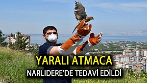 Yaralı atmaca Narlıdere'de tedavi edildi