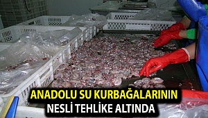 Anadolu su kurbağalarının nesli tehlike altında