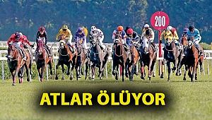 Atlar ölüyor