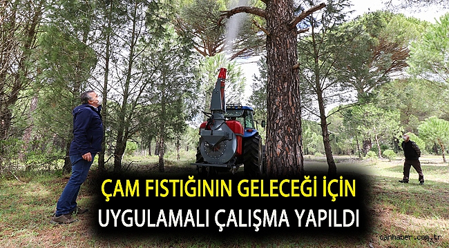 Çam fıstığının geleceği için uygulamalı çalışma yapıldı