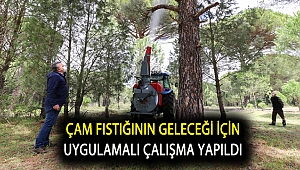 Çam fıstığının geleceği için uygulamalı çalışma yapıldı