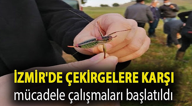 İzmir'de çekirgelere karşı mücadele çalışmaları başlatıldı