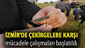 İzmir'de çekirgelere karşı mücadele çalışmaları başlatıldı