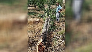 İzmir'de yağış ve rüzgar ağaç devirdi