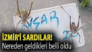 İzmir'i sardılar! Nereden geldikleri belli oldu