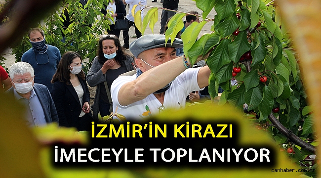 İzmir’in kirazı imeceyle toplanıyor