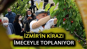 İzmir’in kirazı imeceyle toplanıyor