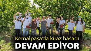 Kemalpaşa’da kiraz hasadı devam ediyor
