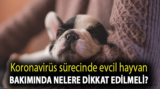 Koronavirüs sürecinde evcil hayvan bakımında nelere dikkat edilmeli?