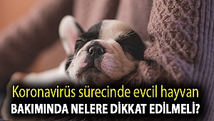 Koronavirüs sürecinde evcil hayvan bakımında nelere dikkat edilmeli?