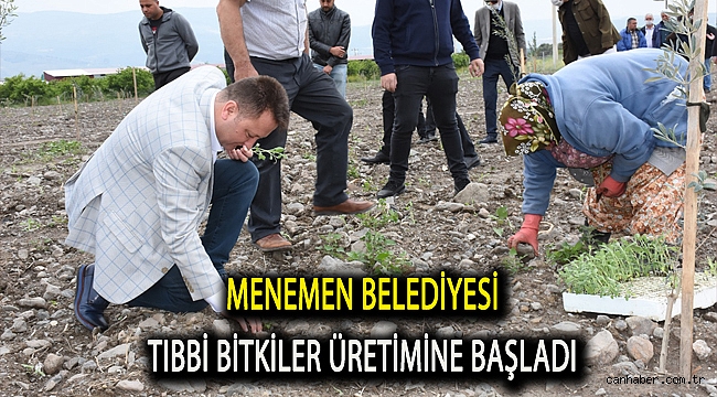 Menemen Belediyesi tıbbı bitkiler üretimine başladı