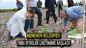 Menemen Belediyesi tıbbı bitkiler üretimine başladı