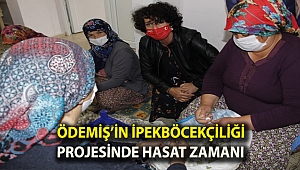 Ödemiş’in ipekböcekçiliği projesinde hasat zamanı
