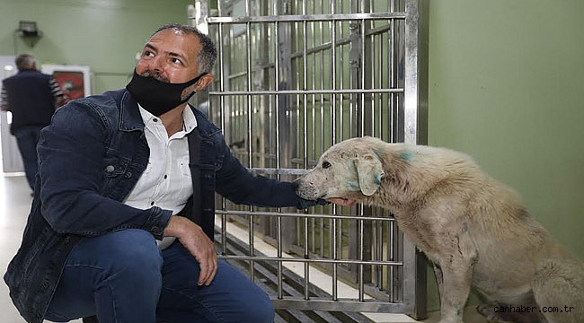 Saçma ile yaralanan köpek örnek dayanışma ile Buca’da hayata döndü