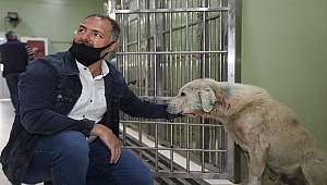 Saçma ile yaralanan köpek örnek dayanışma ile Buca’da hayata döndü