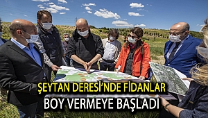 Şeytan Deresi’nde fidanlar boy vermeye başladı