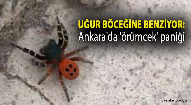 Uğur böceğine benziyor: Ankara'da 'örümcek' paniği