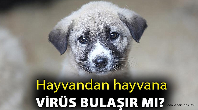 Veteriner hekim açıkladı! Hayvandan hayvana virüs bulaşır mı?