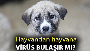 Veteriner hekim açıkladı! Hayvandan hayvana virüs bulaşır mı?