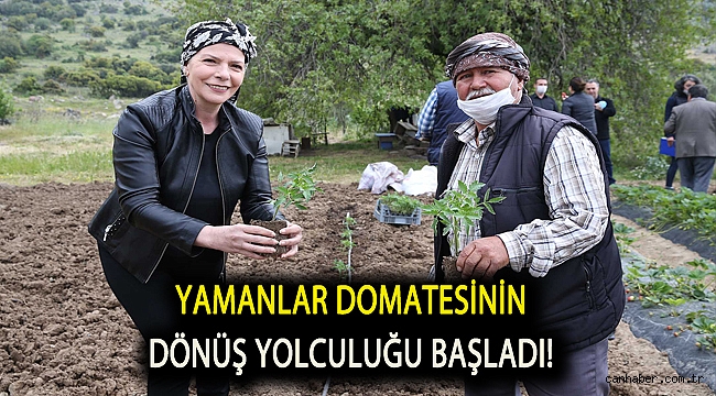 Yamanlar domatesinin dönüş yolculuğu başladı!