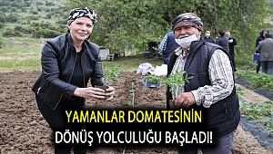 Yamanlar domatesinin dönüş yolculuğu başladı!