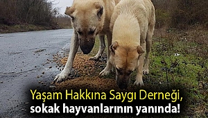 Yaşam Hakkına Saygı Derneği, sokak hayvanlarının yanında!