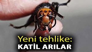 Yeni tehlike: Katil arılar