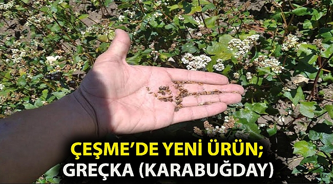 ÇEŞME'DE YENİ ÜRÜN; GREÇKA (KARABUĞDAY)