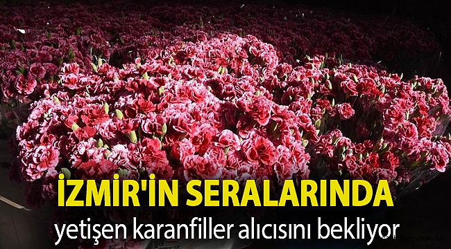 İzmir'in seralarında yetişen karanfiller alıcısını bekliyor