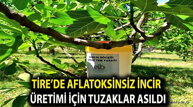 TİRE’DE AFLATOKSİNSİZ İNCİR ÜRETİMİ İÇİN TUZAKLAR ASILDI