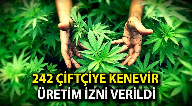 242 çiftçiye kenevir üretim izni verildi