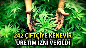 242 çiftçiye kenevir üretim izni verildi