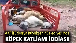AKP'li Sakarya Büyükşehir Belediyesi'nde köpek katliamı iddiası!