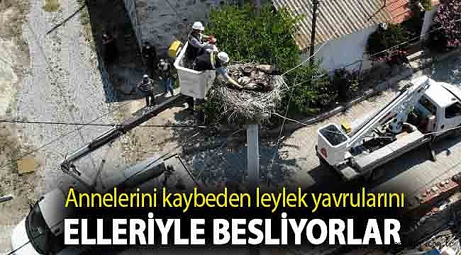 Annelerini kaybeden leylek yavrularını elleriyle besliyorlar