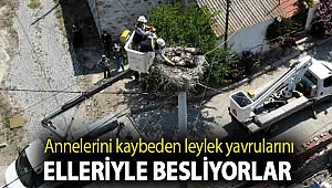 Annelerini kaybeden leylek yavrularını elleriyle besliyorlar