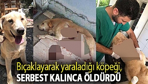 Bıçaklayarak yaraladığı köpeği, serbest kalınca öldürdü
