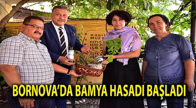 Bornova’da bamya hasadı başladı