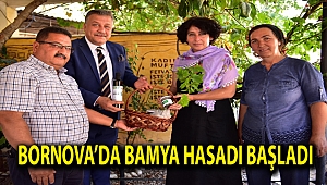 Bornova’da bamya hasadı başladı