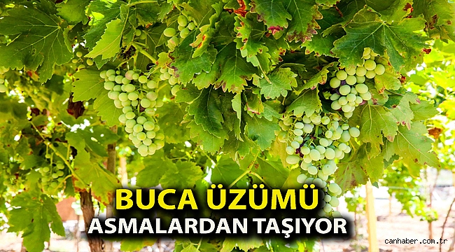 Buca üzümü asmalardan taşıyor