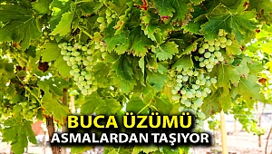 Buca üzümü asmalardan taşıyor