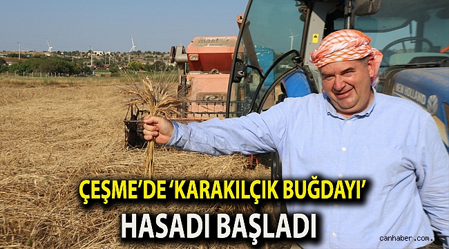 Çeşme’de ‘karakılçık buğdayı’ hasadı başladı