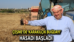 Çeşme’de ‘karakılçık buğdayı’ hasadı başladı