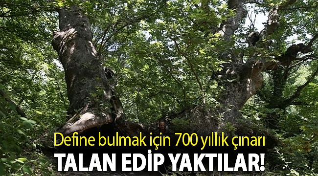 Define bulmak için 700 yıllık çınarı talan edip yaktılar!