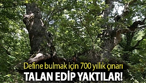 Define bulmak için 700 yıllık çınarı talan edip yaktılar!