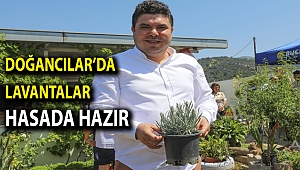 Doğancılar’da lavantalar hasada hazır