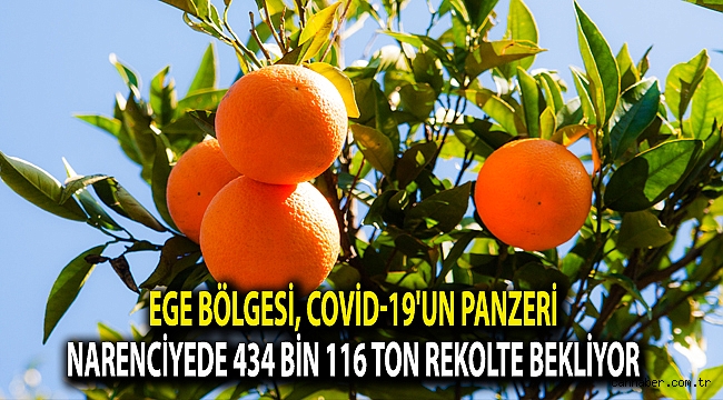Ege Bölgesi, Covid-19'un panzeri narenciyede 434 bin 116 ton rekolte bekliyor