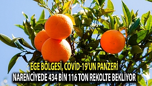 Ege Bölgesi, Covid-19'un panzeri narenciyede 434 bin 116 ton rekolte bekliyor