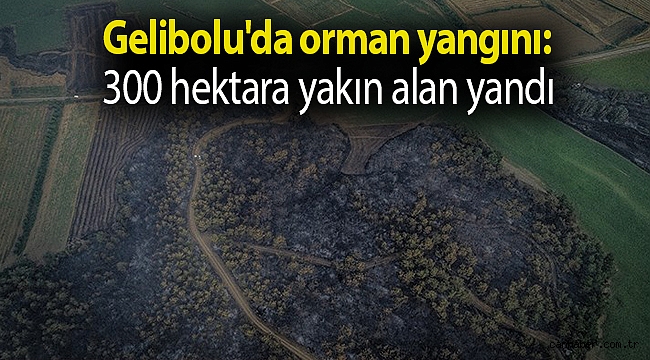 Gelibolu'da orman yangını: 300 hektara yakın alan yandı