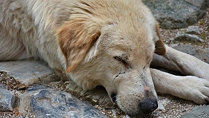 Hatay'da köpeğe tecavüz eden erkek gözaltına alındı